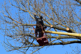 Pruning trees using a lift-arm. Chainsaw Cutting unnecessary branches of the tree. Putting in order