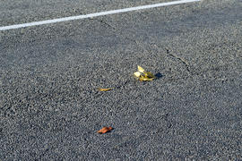 Yellow leaf on asphalt. A season - fall