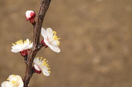 Blooming wild apricot in the garden. Spring flowering trees. Pollination of flowers of apricot