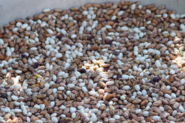 Haricot seeds in an allyuminevy basin. Crop of bean cultures