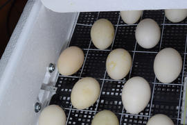 Incubator for a conclusion of chickens, ducklings and gooses. The mechanism of turn of eggs