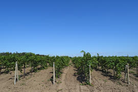 The grape gardens. Cultivation of wine grapes at the Sea of Azov