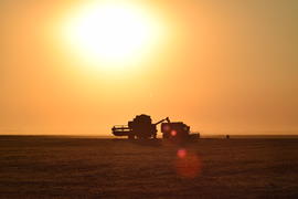 Harvesting by combines at sunset. Agricultural machinery in operation.