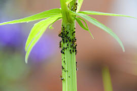 Стадо муравьев на стебле растения.