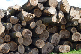 Logs are piled in a heap in front of the sawmill. Raw materials for the wood industry