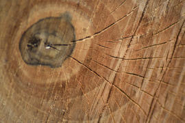 Texture of a saw cut of a log. The sawn tree and its year rings