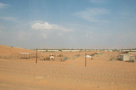 Camels in the shelter. Fauna of Arab Emirates