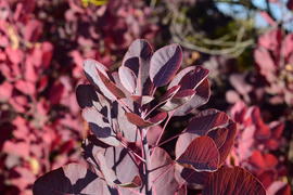 Autumn red color of leaves of cotinus coggygria. Paints of fall