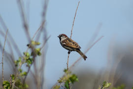 Sparrow on a branch of a currant. Photographing birds at telephoto