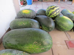 The harvest of watermelons in the yard on the tile. The fruits of watermelon     