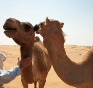 Camels in the desert. Filming of camels during a trip to the Emirates