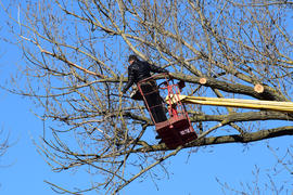Pruning trees using a lift-arm. Chainsaw Cutting unnecessary branches of the tree. Putting in order 