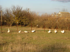 Grazing geese in the garden. Geese eat the young spring grass