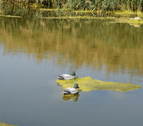 Искусственная утка на пруду. Пластиковые фигурки уток плавают в воде.