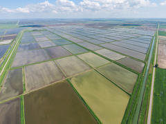 Затоплены рисовые поля. Аэросъемка 