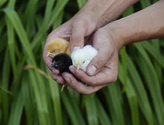 Маленькие новорожденные птенцы в руках человека.