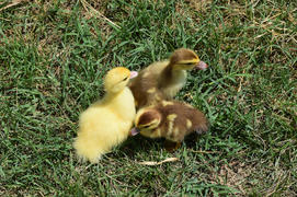 Ducklings of a musky duck. Three-day ducklings walk on a lawn