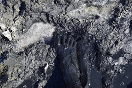Human foot in the mud and salt lake brine. Therapeutic mud and salt.