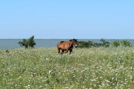 The grazed horse. The horse eats the grass growing on a pasture at coast of the Sea of Azov
