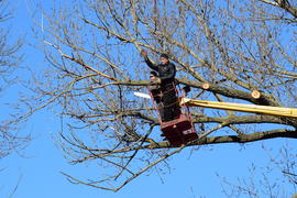 Pruning trees using a lift-arm. Chainsaw Cutting unnecessary branches of the tree. Putting in order 