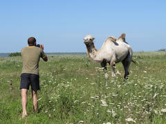 Man photographing a camel. Animals on private farm