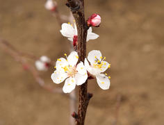Blooming wild apricot in the garden. Spring flowering trees. Pollination of flowers of apricot