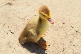 Duckling on the naked earth. Ducklings of a musky duck