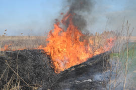 Burning dry grass and reeds. Cleaning the fields and ditches of the thickets of dry grass