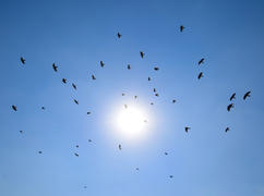 Силуэты стаи ворон летящих на фоне голубого неба 