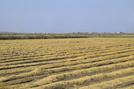 Уборка риса на полях. Скошенный рис в поле.