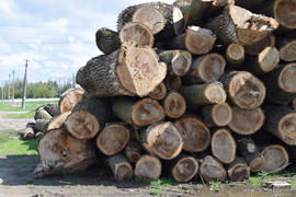 Logs are piled in a heap in front of the sawmill. Raw materials for the wood industry