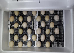 Incubator for a conclusion of chickens, ducklings and gooses. Equipment for a household. The eggs