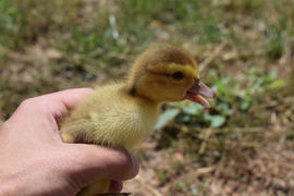 Ducklings of a musky duck. Duckling in a hand