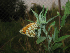 Butterfly on a plant stem. Insect pollinators