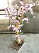 Bonsai. The small Oriental cherry blossoming and growing on concrete