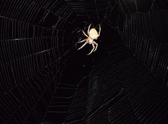 Araneus Spider hunts at night. Night spider on its web