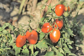 Tomatoes in the garden. Growing tomatoes in the garden land