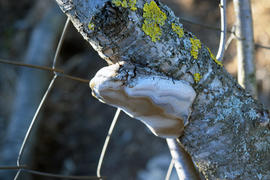 Tinder fungus on a branch. Infection tree fungus