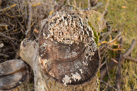 Plate mushrooms on a tree stump. Mushrooms feed on decaying wood