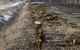 Stumps of felled mulberry trees. Clearing trees from space