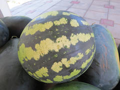 The harvest of watermelons in the yard on the tile. The fruits of watermelon