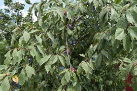 Prunes, ripen on the branches. Growing plums in the garden
