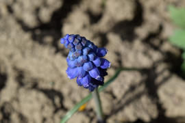 Muscari flowers in the flowerbed. Bulbous briefly flowering plants