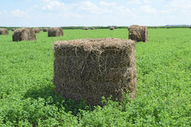 Haystacks rolled up in bales of alfalfa. Forage for livestock in winter