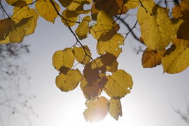 Желтые листья липы. Пожелтение листьев на ветках дерева