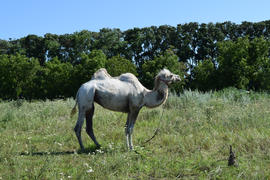 Camel on a pasture. Animals on private farm