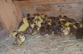 Ducklings of a musky duck. Ducklings of a musky duck in the shelter with hay on a floor