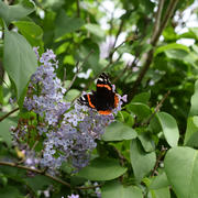 Бабочка крапивница на цветке сирени 