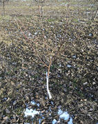 Young apple orchard. Growing and Caring for orchard of apple trees. Young apple tree