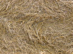 Texture hay closeup in color. Fodder for livestock and construction material